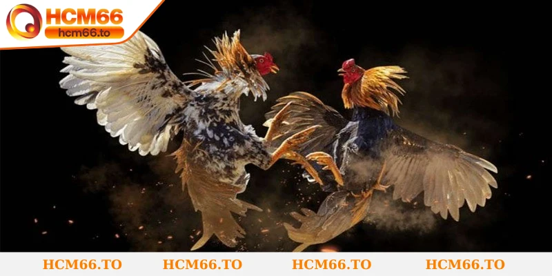 Luật chơi và các hình thức cược phổ biến trong đá gà cựa dao