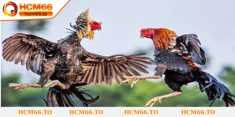 Đá gà cựa dao sử dụng vũ khí sắc nhọn để tăng thêm độ nguy hiểm