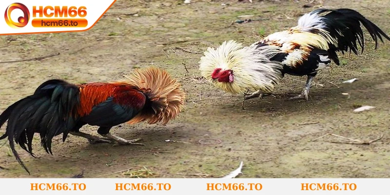 Việc hiểu rõ luật chơi đá gà tre giúp bạn tham gia bài bản và tự tin