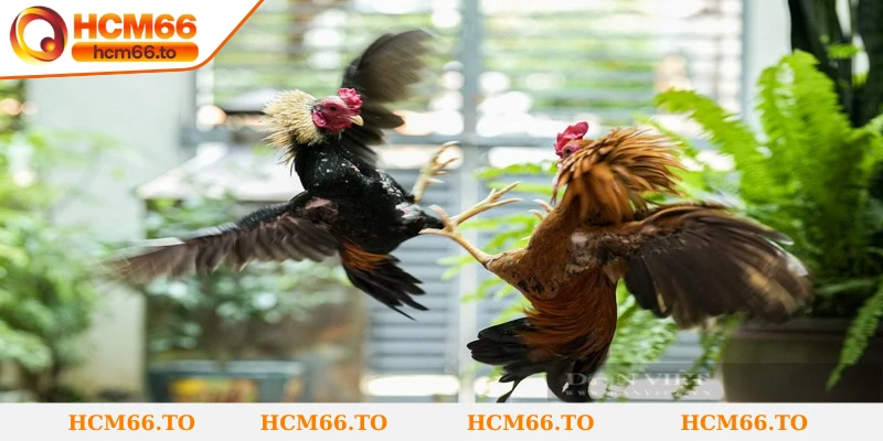 Những mẹo cược hiệu quả khi chơi đá gà tre