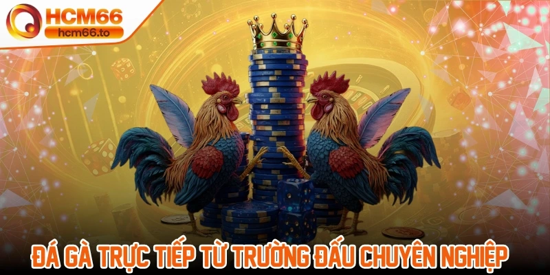 Đá gà trực tiếp từ trường đấu chuyên nghiệp và đáng tin cậy